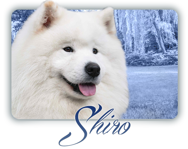 Samoyed EASY TO LOVE  CARPATHIAN WHITE SMILE