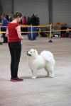 Samoyed Easy to LoveCarpathian White Smile