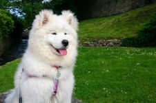 Samoyed Easy to LoveCarpathian White Smile