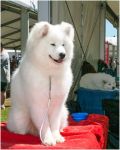 Samoyed Easy to LoveCarpathian White Smile