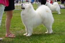 Samoyed Easy to LoveCarpathian White Smile