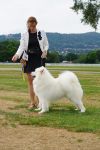 Samoyed Easy to LoveCarpathian White Smile