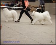 Samoyed Easy to LoveCarpathian White Smile