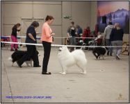 Samoyed Easy to LoveCarpathian White Smile