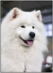 Samoyed Easy to LoveCarpathian White Smile