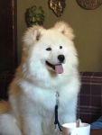 Samoyed Easy to LoveCarpathian White Smile