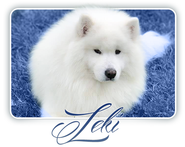 Samojed Echo of Siberia CARPATHIAN WHITE SMILE