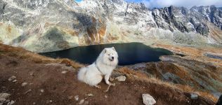 Samojed Echo of Siberia Carpathian White Smile