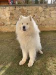 Samojed Echo of Siberia Carpathian White Smile