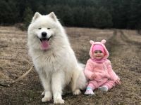 Samojed Echo of Siberia Carpathian White Smile