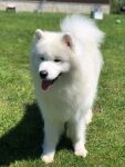 Samojed Echo of Siberia Carpathian White Smile