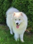 Samojed Echo of Siberia Carpathian White Smile