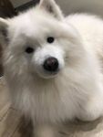 Samojed Echo of Siberia Carpathian White Smile