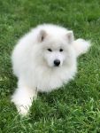 Samojed Echo of Siberia Carpathian White Smile