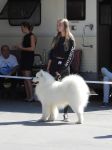 Samojed Echo of Siberia Carpathian White Smile