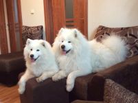 Samojed Echo of Siberia Carpathian White Smile