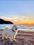 Samojed Echo of Siberia Carpathian White Smile