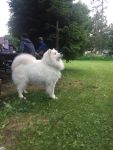 Samojed Echo of Siberia Carpathian White Smile