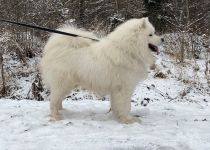 Samojed Echo of Siberia Carpathian White Smile