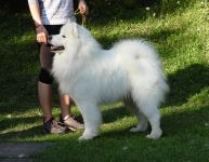 Samojed Echo of Siberia Carpathian White Smile