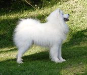 Samojed Echo of Siberia Carpathian White Smile