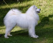 Samojed Echo of Siberia Carpathian White Smile