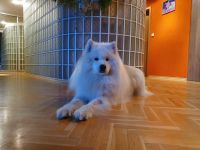 Samojed Echo of Siberia Carpathian White Smile