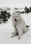 Samojed Echo of Siberia Carpathian White Smile