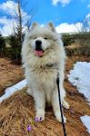 Samojed Echo of Siberia Carpathian White Smile