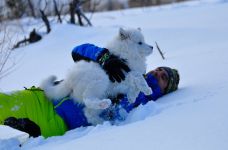 Samojed Echo of Siberia Carpathian White Smile