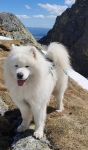 Samojed Echo of Siberia Carpathian White Smile