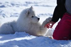 Samojed Echo of Siberia Carpathian White Smile