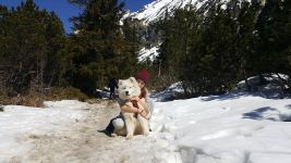 Samojed Echo of Siberia Carpathian White Smile