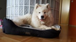 Samojed Echo of Siberia Carpathian White Smile