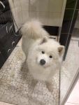 Samojed Echo of Siberia Carpathian White Smile