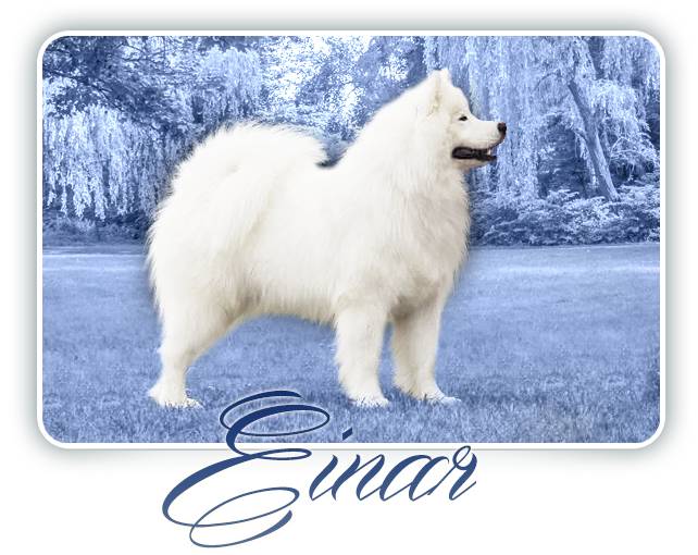 Samoyed EINHERJAR CARPATHIAN  WHITE  SMILE