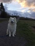 Samojed Einherjar Carpathian White Smile