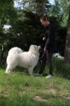 Samoyed Einherjar Carpathian White Smile