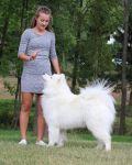 Samoyed Einherjar Carpathian White Smile