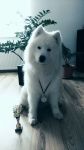 Samoyed Einherjar Carpathian White Smile