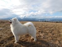 Samoyed Einherjar Carpathian White Smile