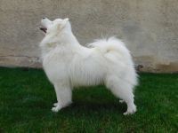 Samoyed Einherjar Carpathian White Smile