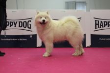 Samoyed Einherjar Carpathian White Smile