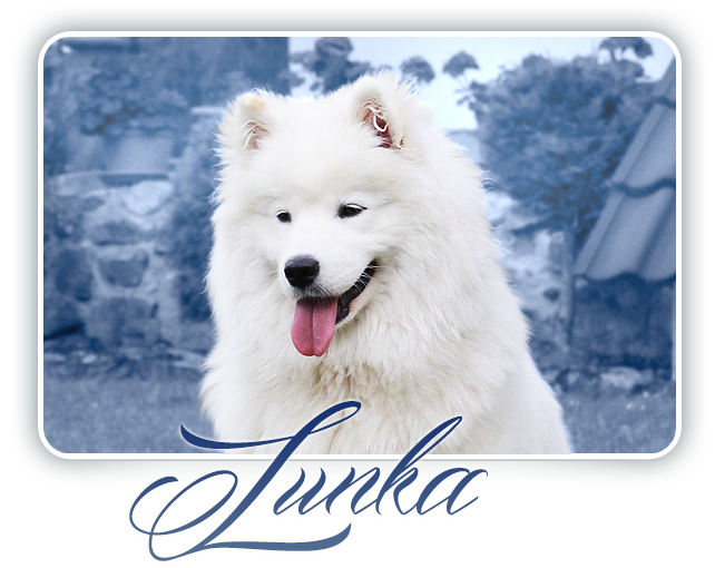 Samojed EVERYTHING CHANGES CARPATHIAN  WHITE  SMILE