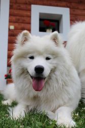 Samojed Everything Changes Carpathian White Smile