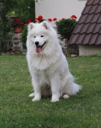 Samojed Everything Changes Carpathian White Smile