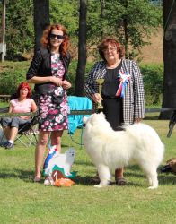 Samojed Everything Changes Carpathian White Smile