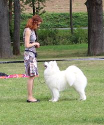 Samojed Everything Changes Carpathian White Smile