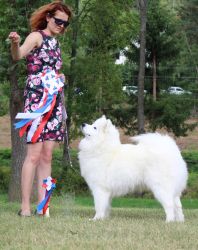 Samojed Everything Changes Carpathian White Smile