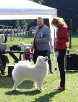 Samojed Everything Changes Carpathian White Smile